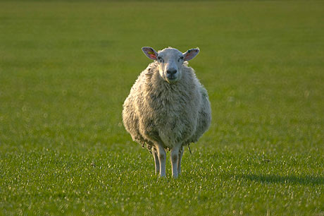 sheep taken using a mirror lens