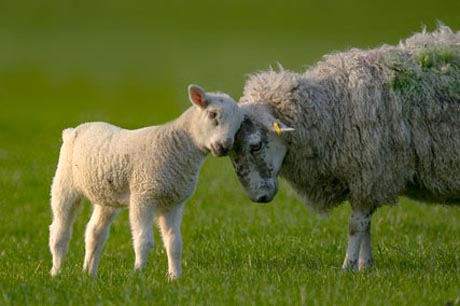 sheep with lamb taken using a mirror lens