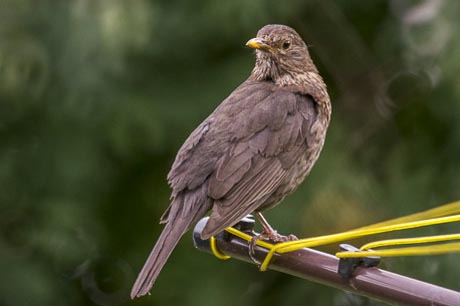 photo of thrush bird taken with mirror lens